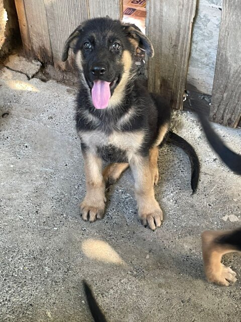 German Shepherd Puppy's