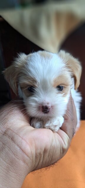 Shihtzu-Pomeranian Mix