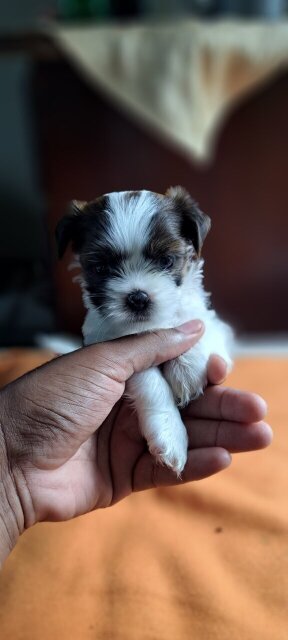 Shihtzu-Pomeranian Mixx