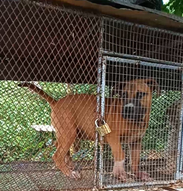 4month Old Bully Pup(Female)