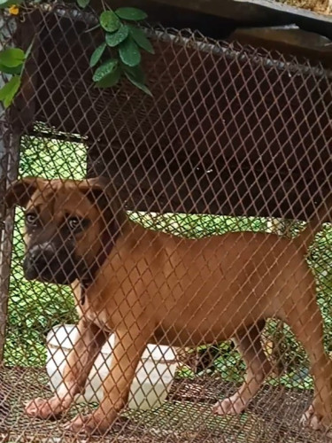 4month Old Bully Pup(Female)