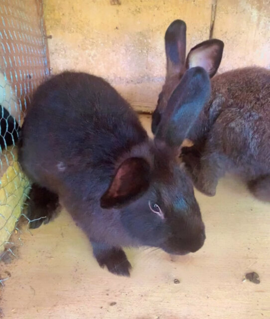 New Zealand Black Rabbits