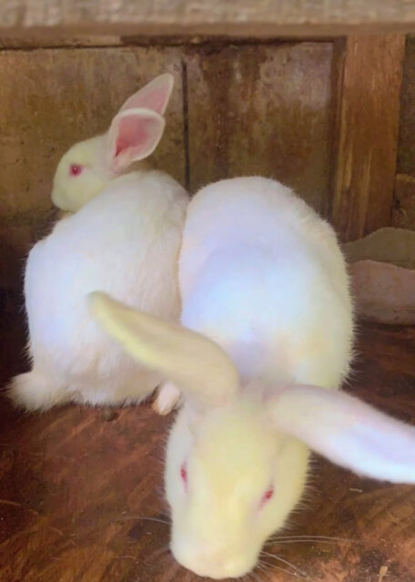 New Zealand Black Rabbits