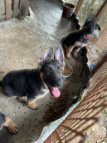 Pure Bred German Shepherd Puppies 