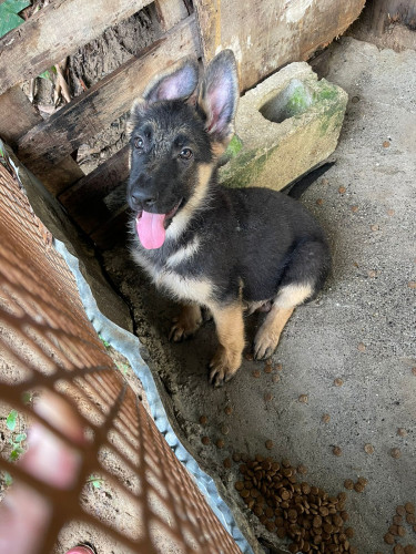 Pure Bred German Shepherd Puppies 