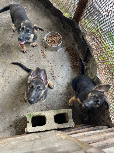 Pure Bred German Shepherd Puppies 