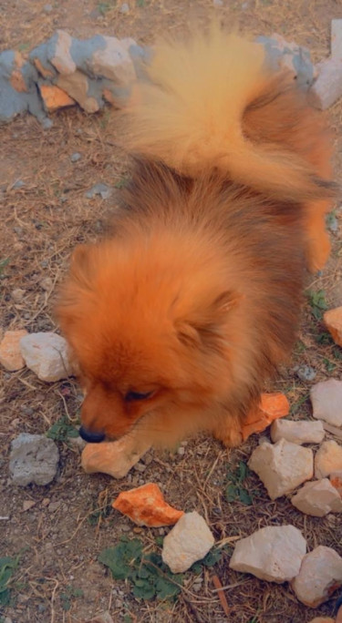 Adult Male Purebred Pomeranian 