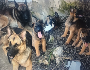 Shepherd Malanois Puppies