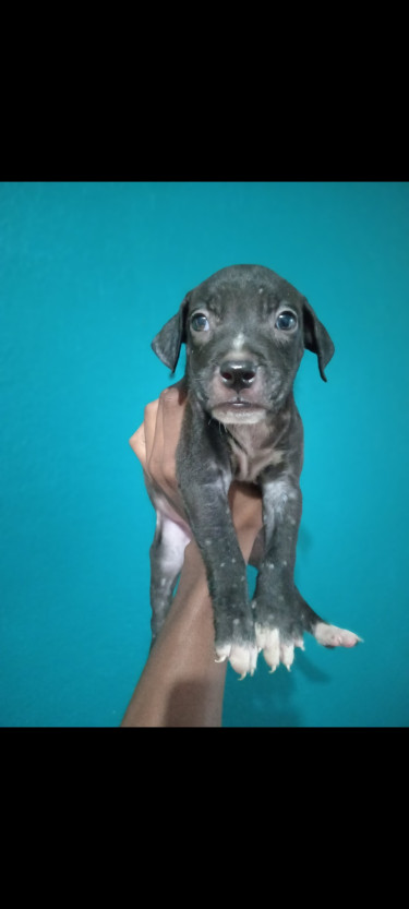 Adorable Purebred Pitbull Puppies 