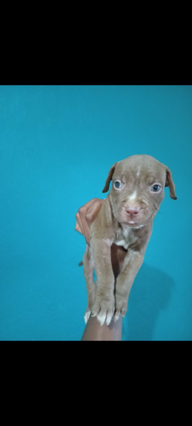 Adorable Purebred Pitbull Puppies 