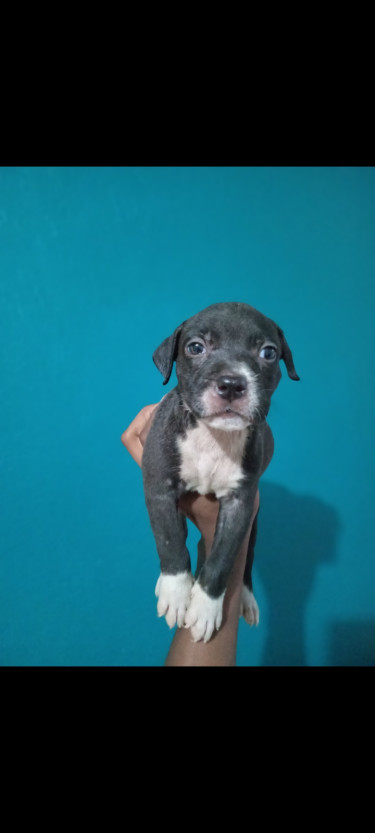 Adorable Purebred Pitbull Puppies 