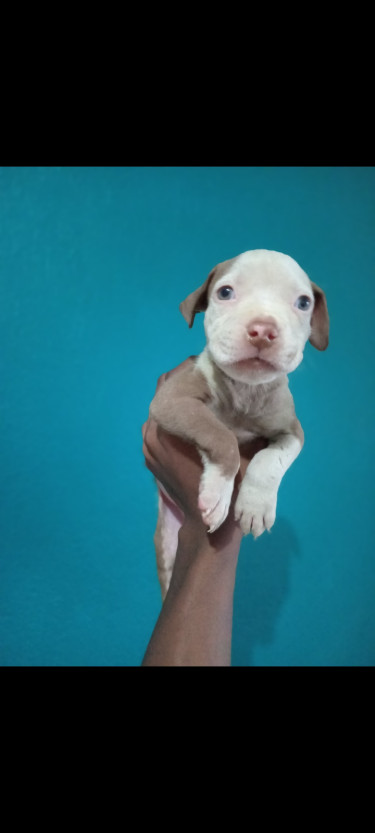 Adorable Purebred Pitbull Puppies 