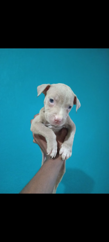 Adorable Purebred Pitbull Puppies 