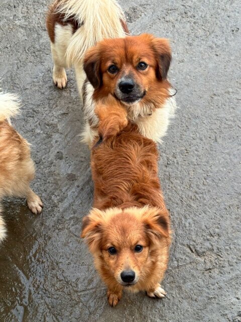 Male Pomeranian & Shih Tzu Mix Dogs