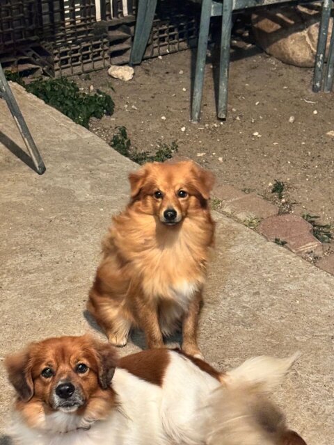 Male Pomeranian & Shih Tzu Mix Dogs