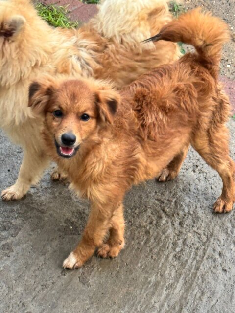 Pomeranian And Shih Tzu Mix Dogs