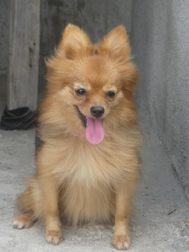 Adult Female Pomeranian 