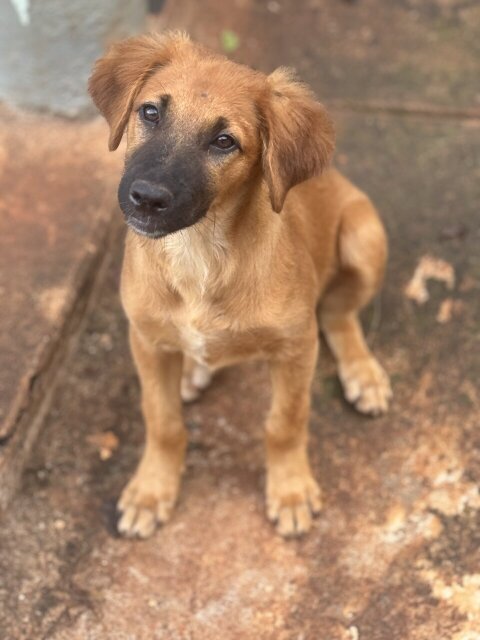 12 Week Golden Retriever German Shepherd Mix