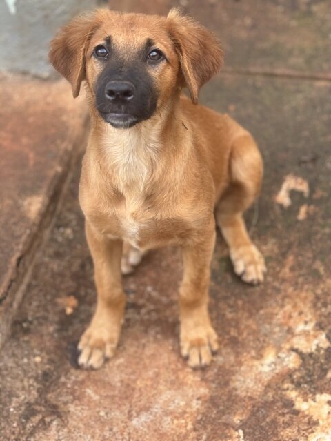 12 Week Golden Retriever German Shepherd Mix