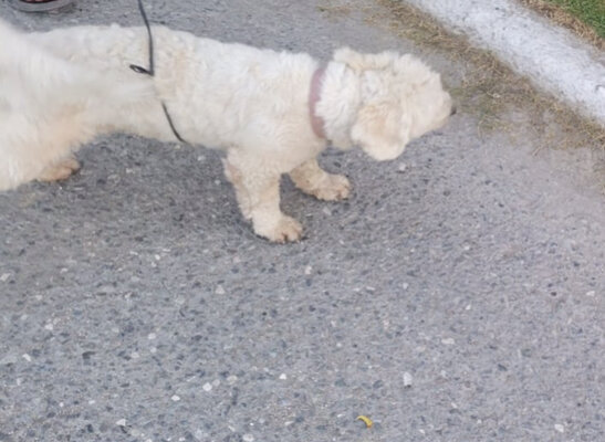 Adult White Male Poodle