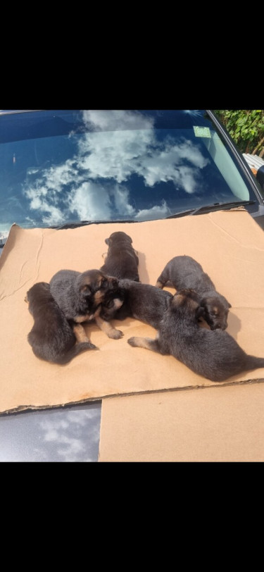 German Shepherd  Puppies