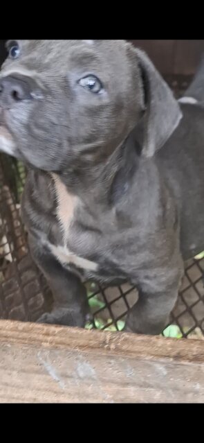 Blue Pocket Bully Female