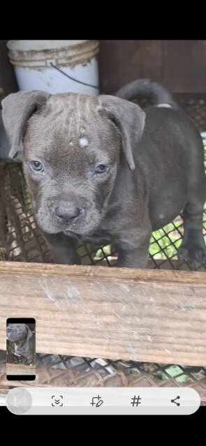 Blue Pocket Bully Female