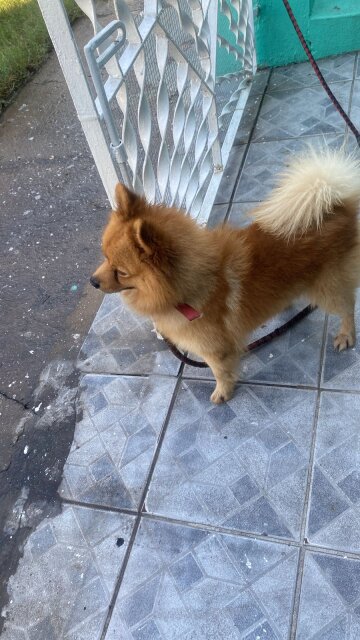 Adult Male And Female Pomeranians And Mixed Poms