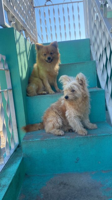 Adult Male And Female Pomeranians And Mixed Poms