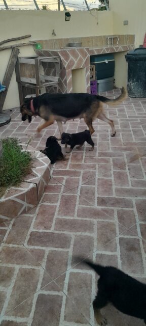 German Shepherd Puppies