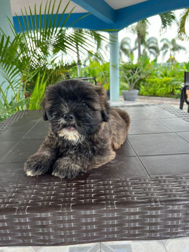 Shih Tzu X Pomeranian Pups