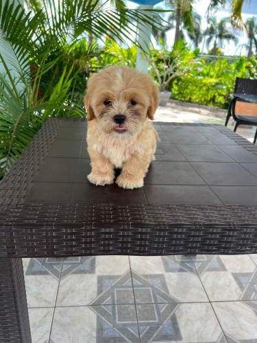 Shih Tzu X Pomeranian Pups