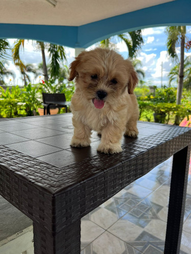 Shih Tzu X Pomeranian Pups