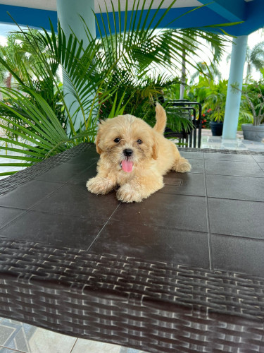 Shih Tzu X Pomeranian Pups