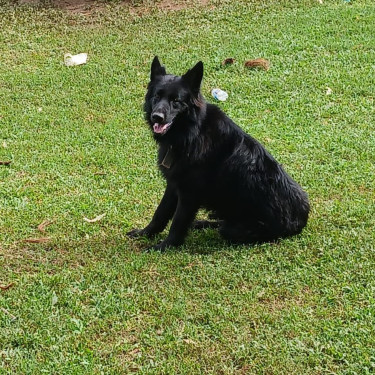 German Shepherd Mixed Puppies