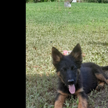 German Shepherd Mixed Puppies