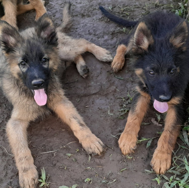 German Shepherd Mixed Puppies