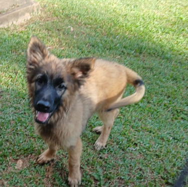 German Shepherd Mixed Puppies