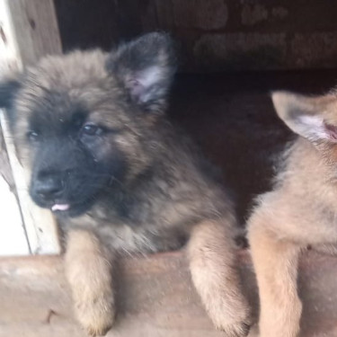 German Shepherd Mixed Puppies