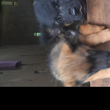 German Shepherd Mixed Puppies