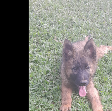 German Shepherd Mixed Puppies