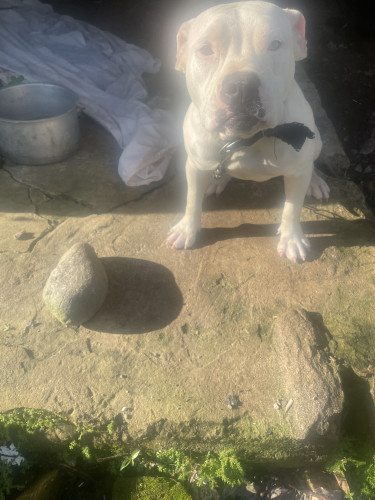 Purebred Scottish Bulldog 8 Months Old Puppy 