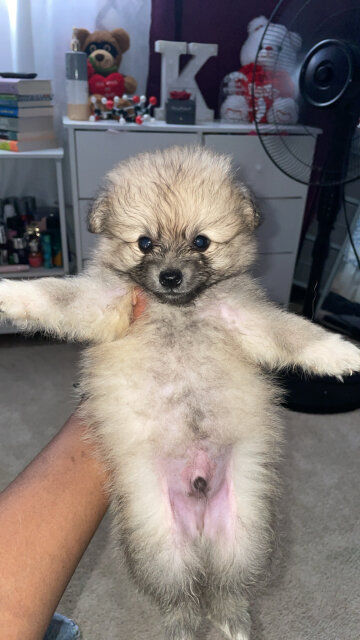 Male And Female Fullbred Pomeranians Available