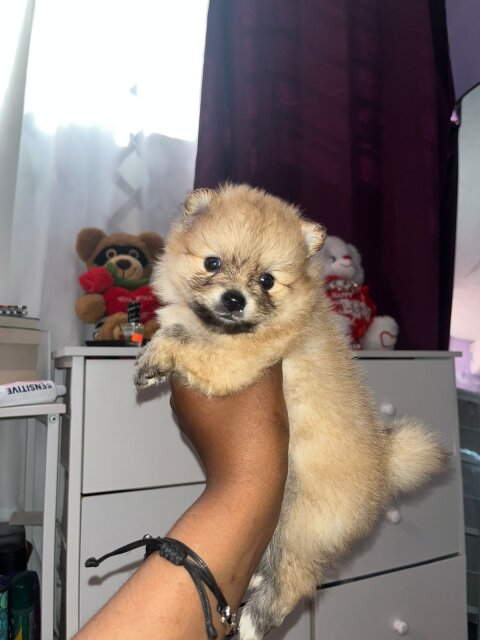 Male And Female Fullbred Pomeranians Available