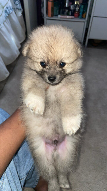 Male And Female Fullbred Pomeranians Available