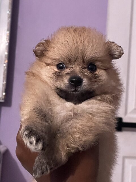 Male And Female Fullbred Pomeranians Available