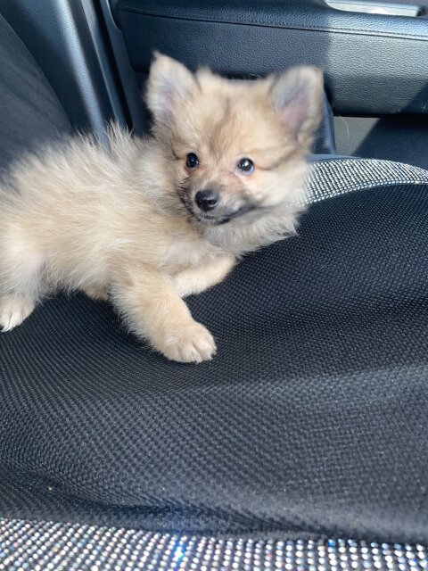 Male Fullbred Pomeranian Available