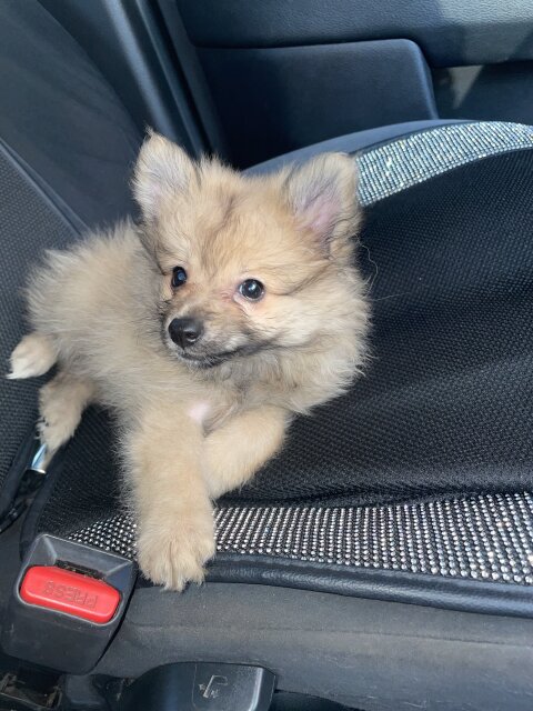 Male Fullbred Pomeranian Available