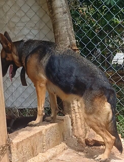 3yr Old German Shepherd Female