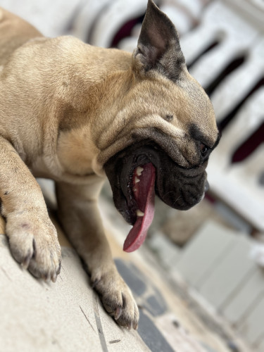 English Bulldog X French Bulldog  Female 